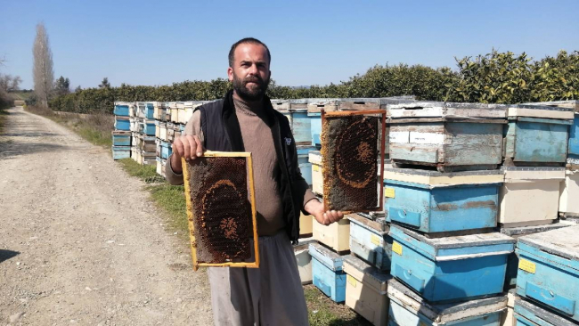 Adana'da 500 kovan arı öldü